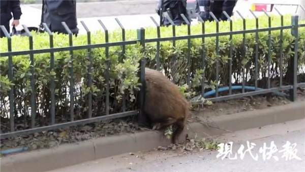 南京護欄網價格 南京護欄網價格